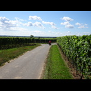 Wieder fahren wir durch ausgedehnte Weinfelder